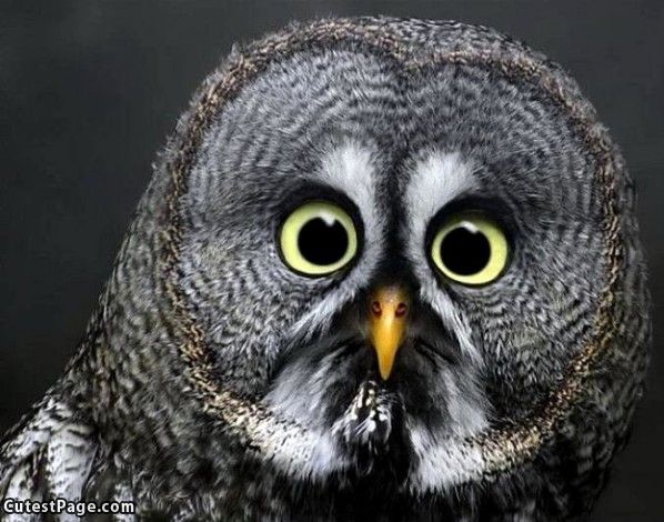 Owl Eyes #19