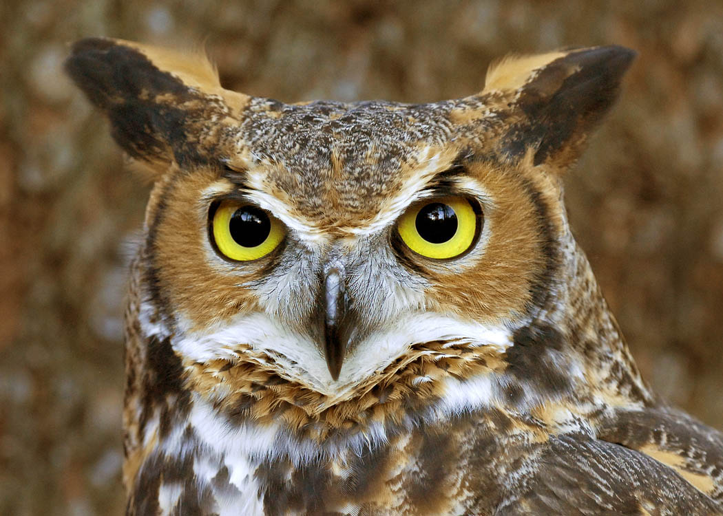 Amazing Owl Pictures & Backgrounds