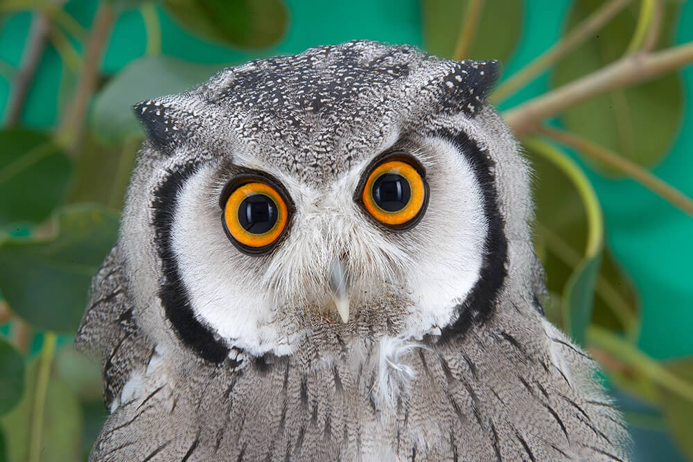 HD Quality Wallpaper | Collection: Animal, 1000x667 Owl