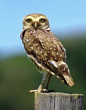 Owl Backgrounds on Wallpapers Vista