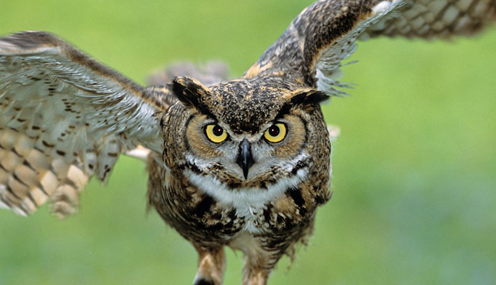 Owl HD wallpapers, Desktop wallpaper - most viewed