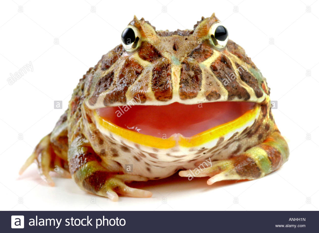 Pac-man Frog #21