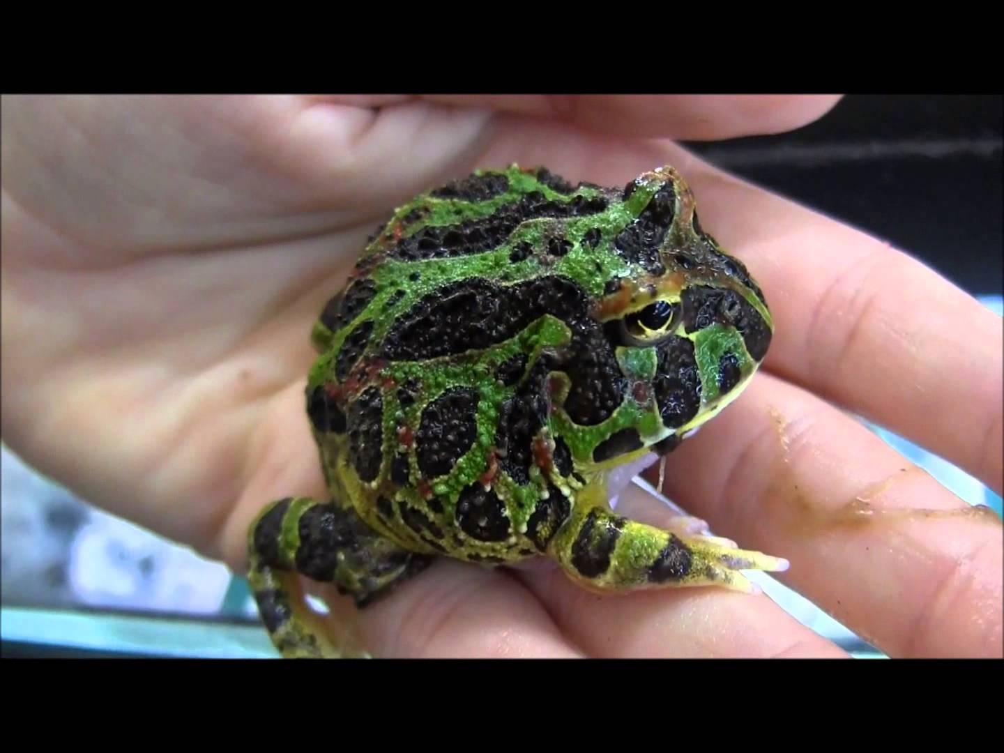Pac-man Frog #22