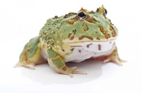 Pac-man Frog HD wallpapers, Desktop wallpaper - most viewed