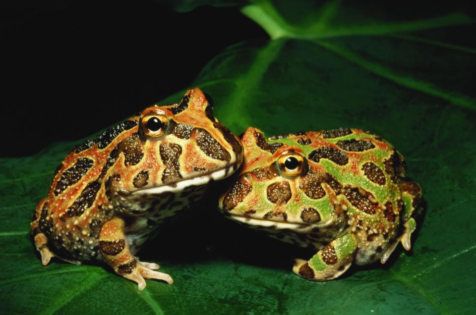 Pac-man Frog Pics, Animal Collection