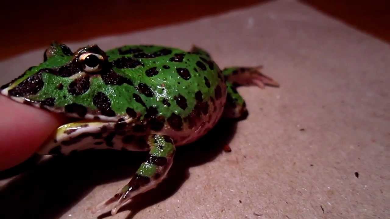 Images of Pac-man Frog | 1280x720