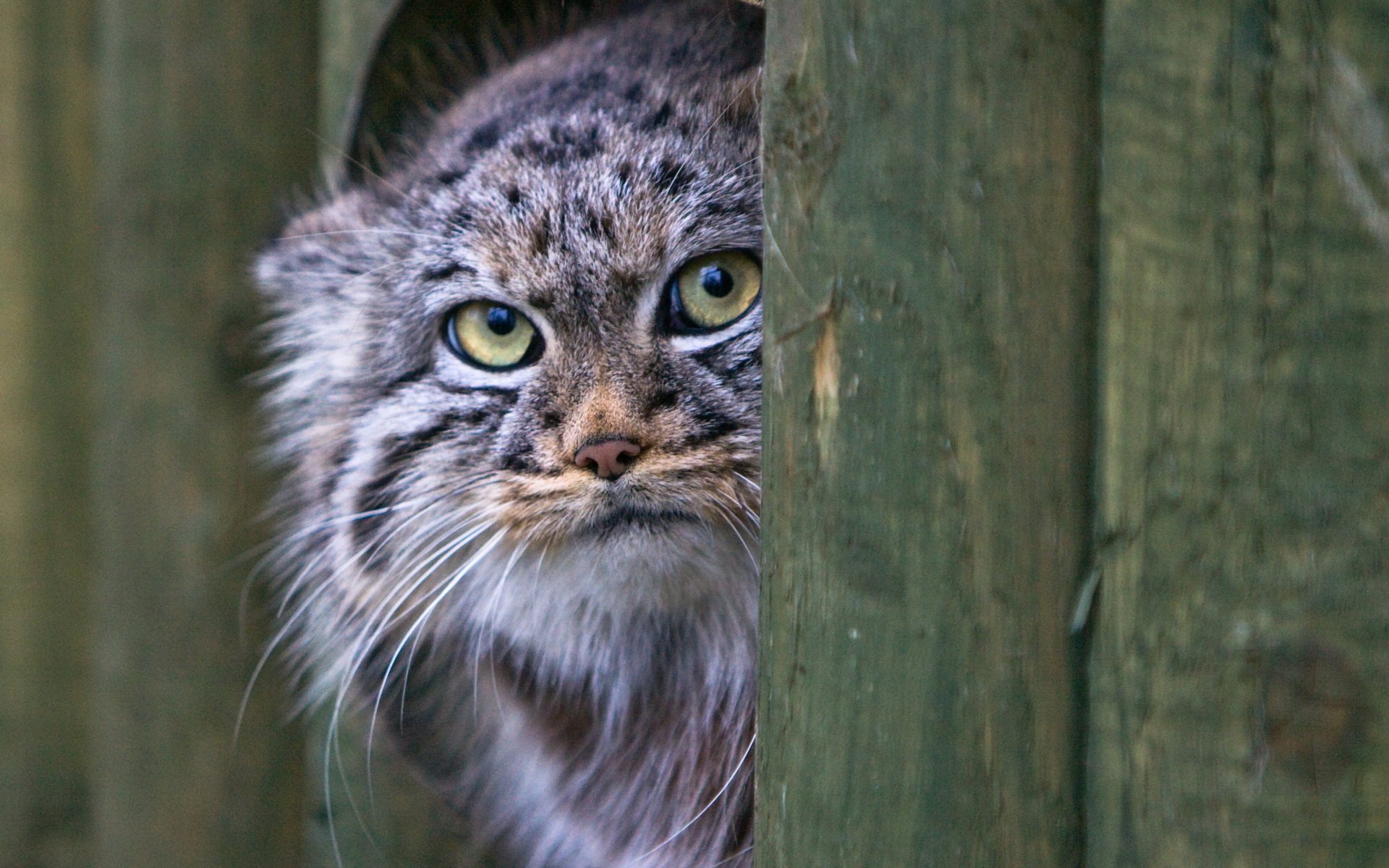 Amazing Pallas's Cat Pictures & Backgrounds
