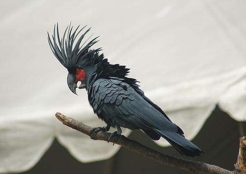 500x355 > Palm Cockatoo Wallpapers