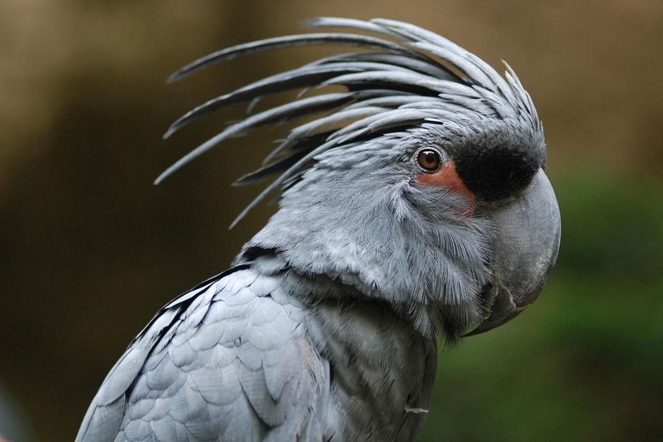 Palm Cockatoo #11