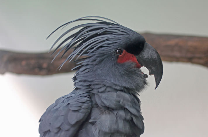 Palm Cockatoo #4