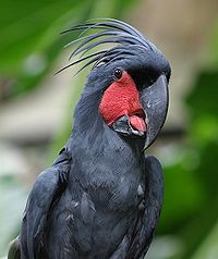 Images of Palm Cockatoo | 200x238