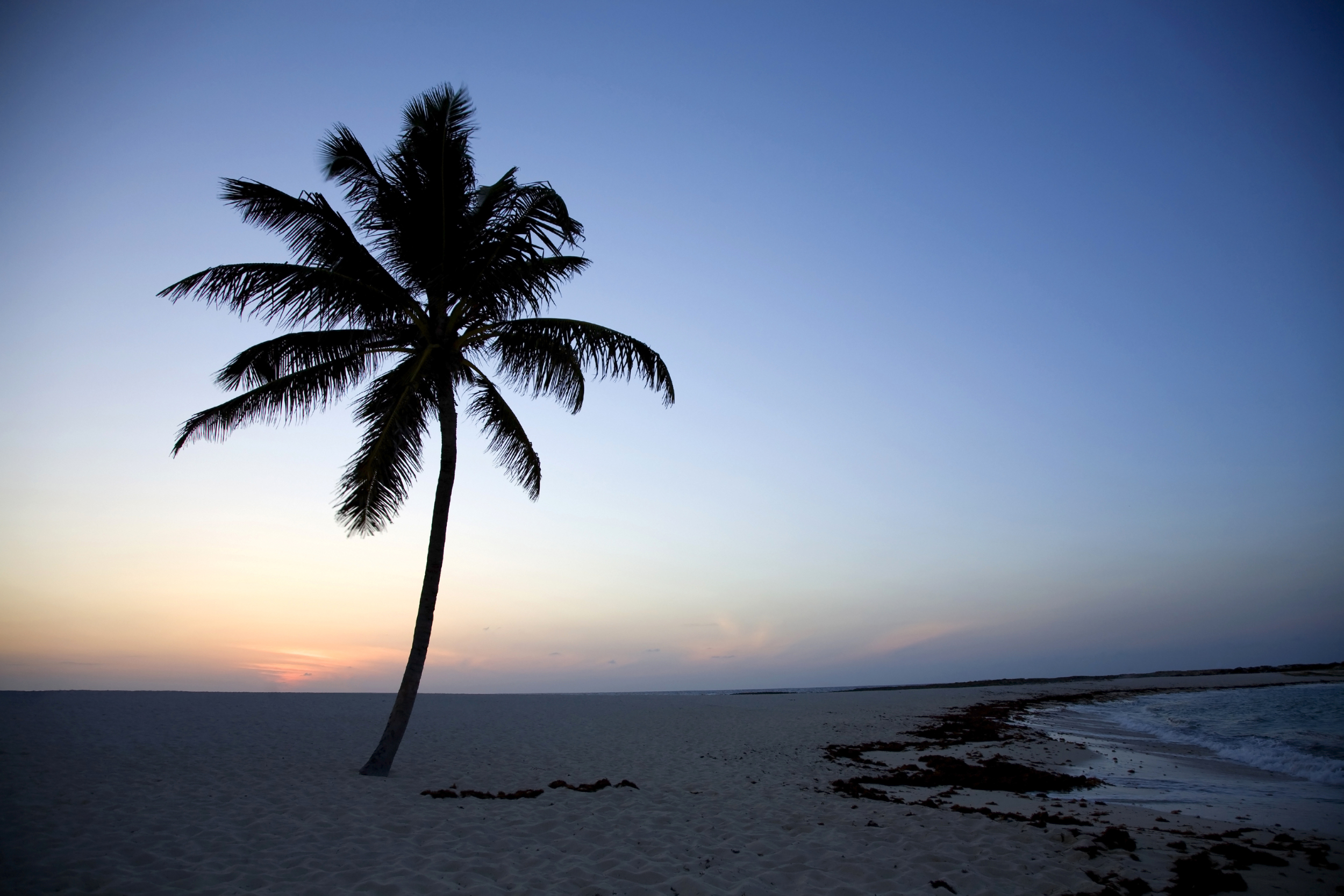 2500x1667 > Palm Tree Wallpapers