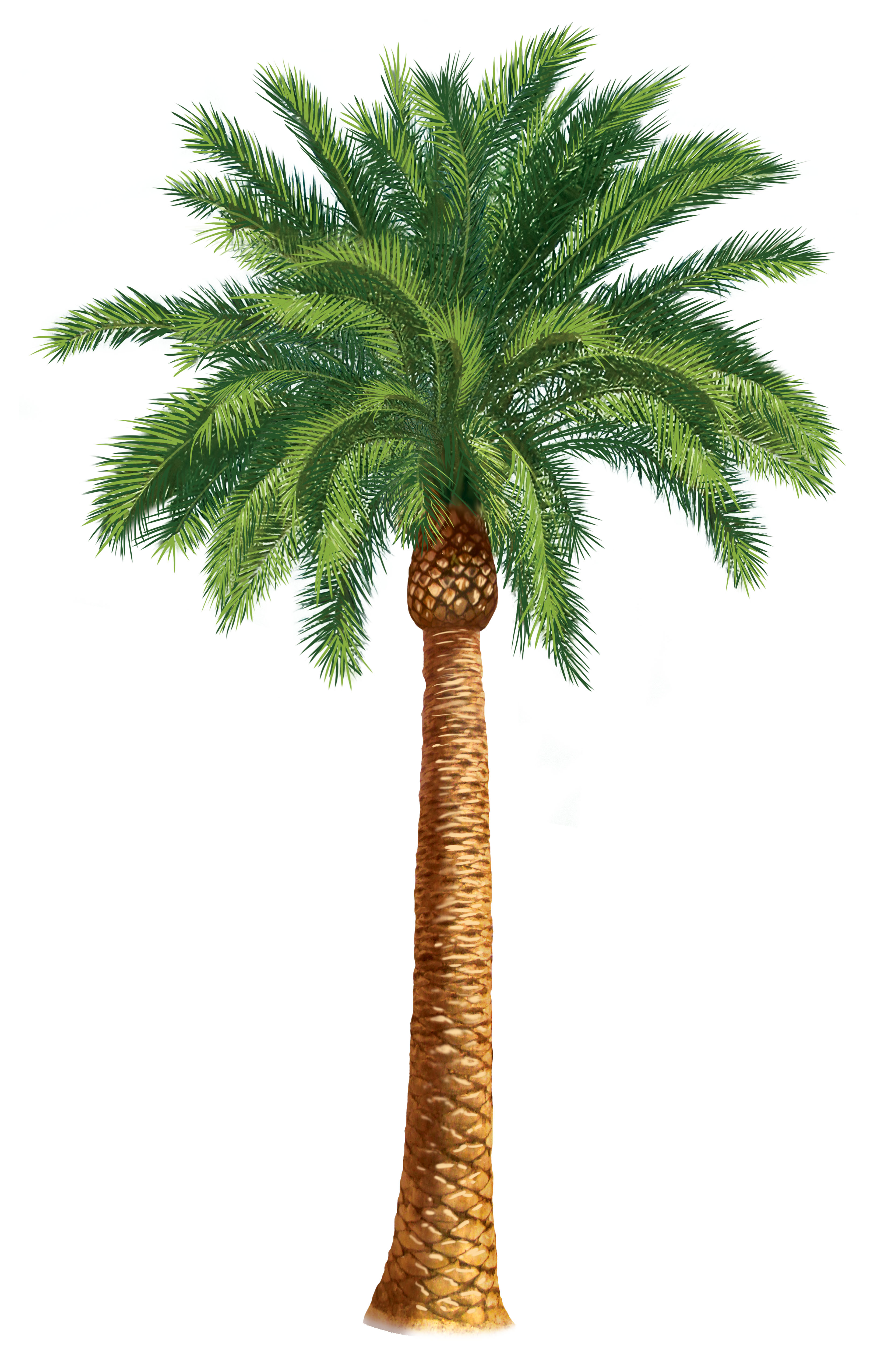 Palm Tree #7