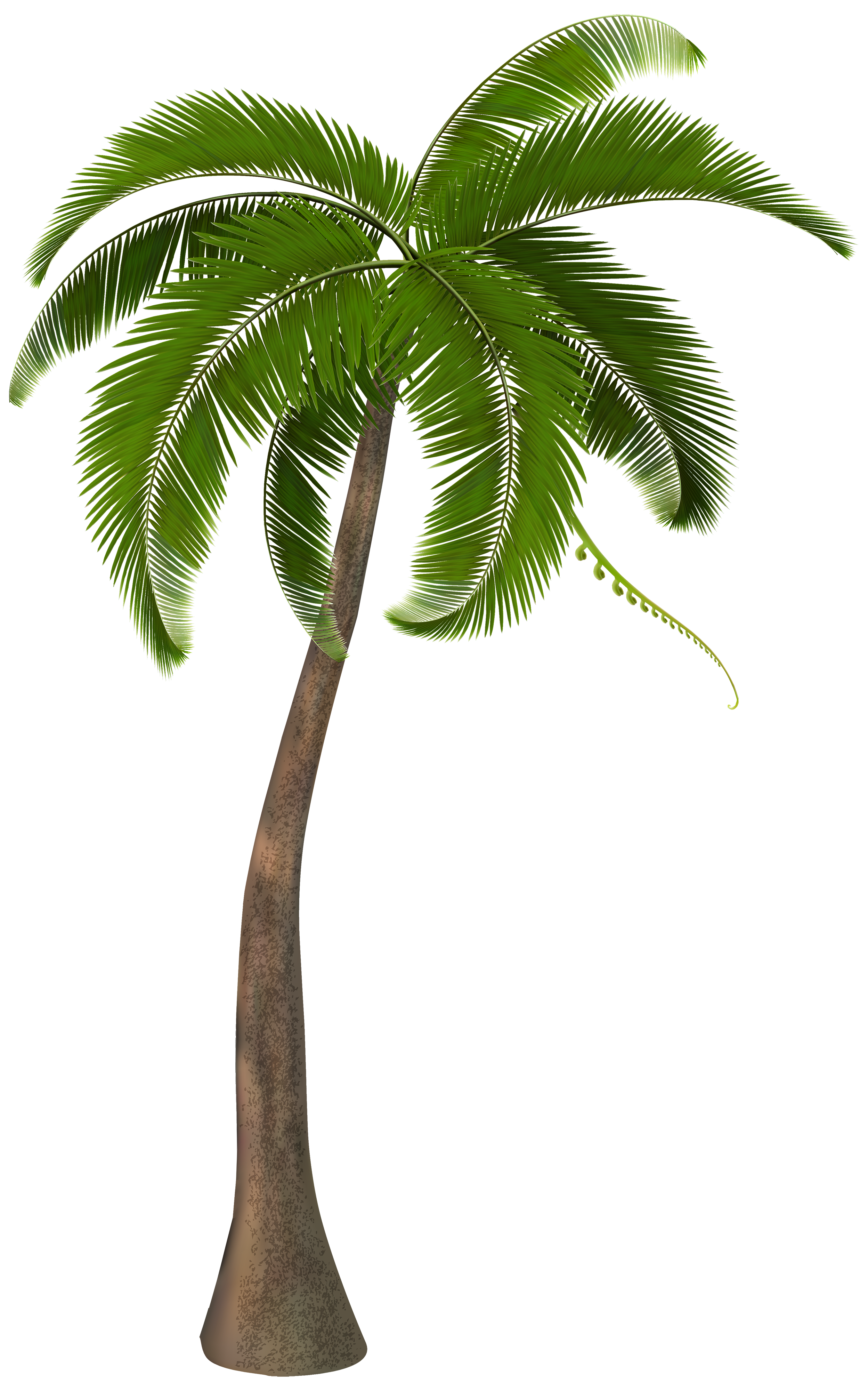 Palm Tree #9