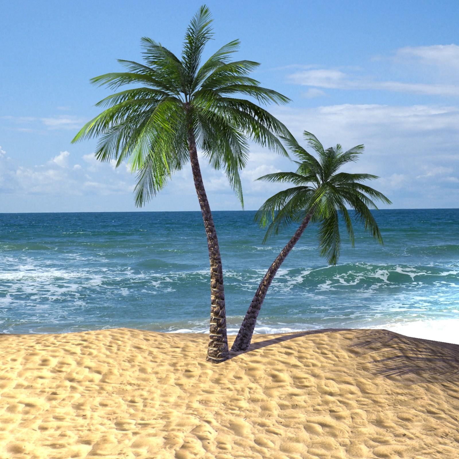 HD Quality Wallpaper | Collection: Earth, 1600x1600 Palm Tree