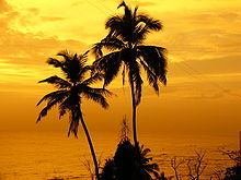 Palm Tree #19