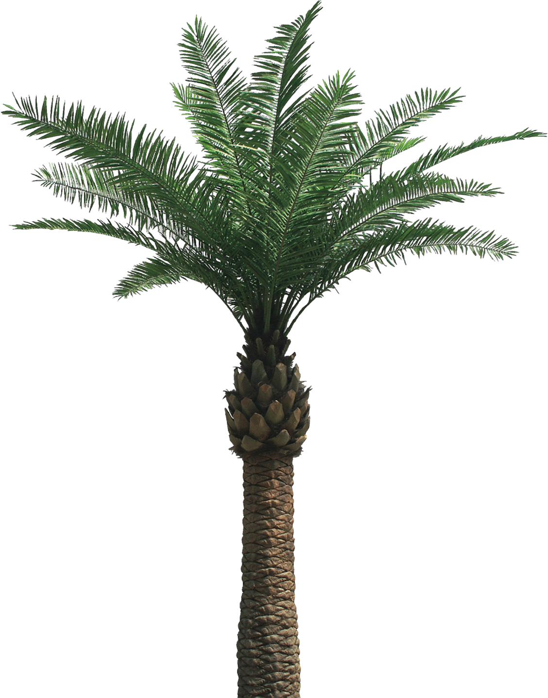 Palm Tree #18