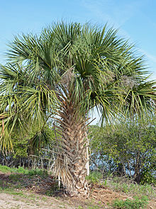 Palm Tree #21