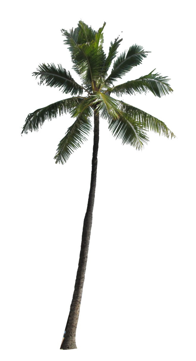 Palm Tree #20