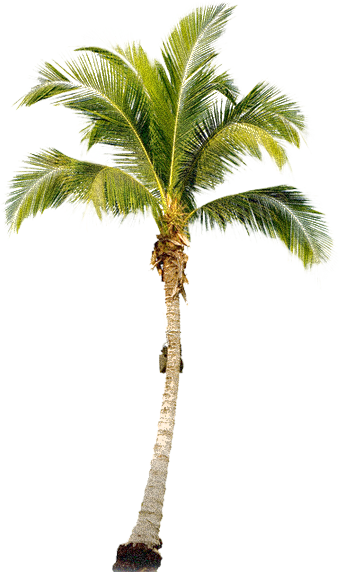 Palm Tree #22