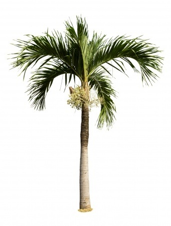 Palm Tree #16