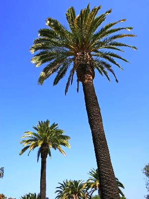 Amazing Palm Tree Pictures & Backgrounds