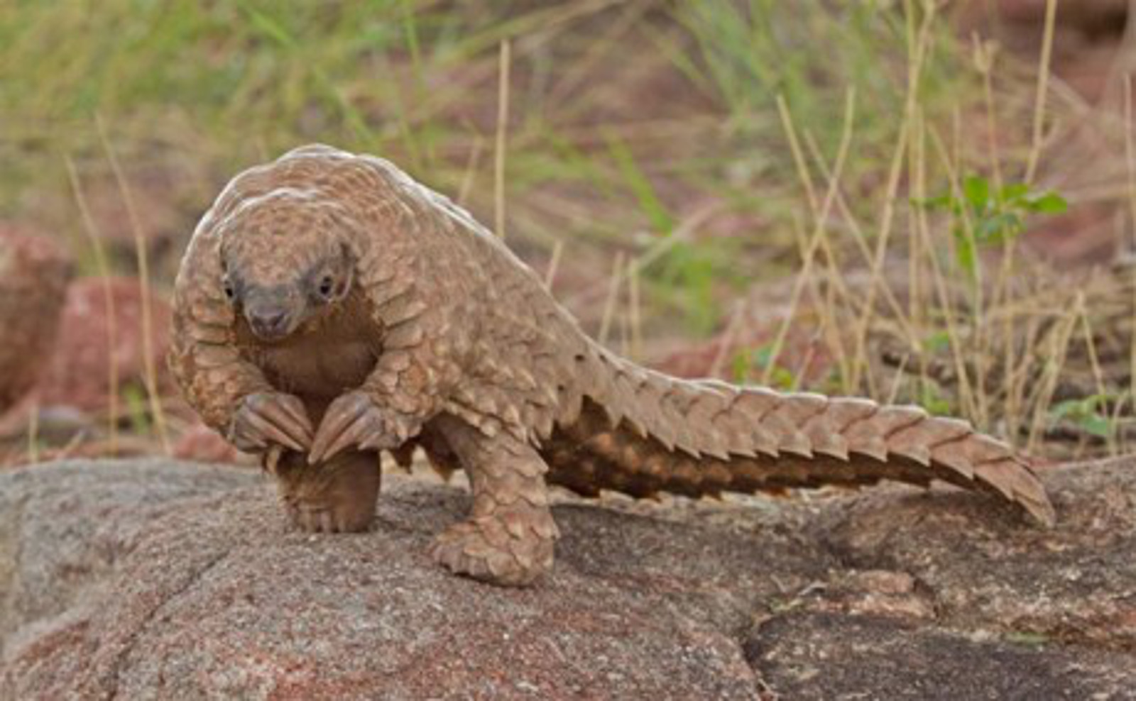 Pangolin High Quality Background on Wallpapers Vista