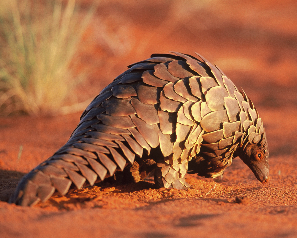 Amazing Pangolin Pictures & Backgrounds