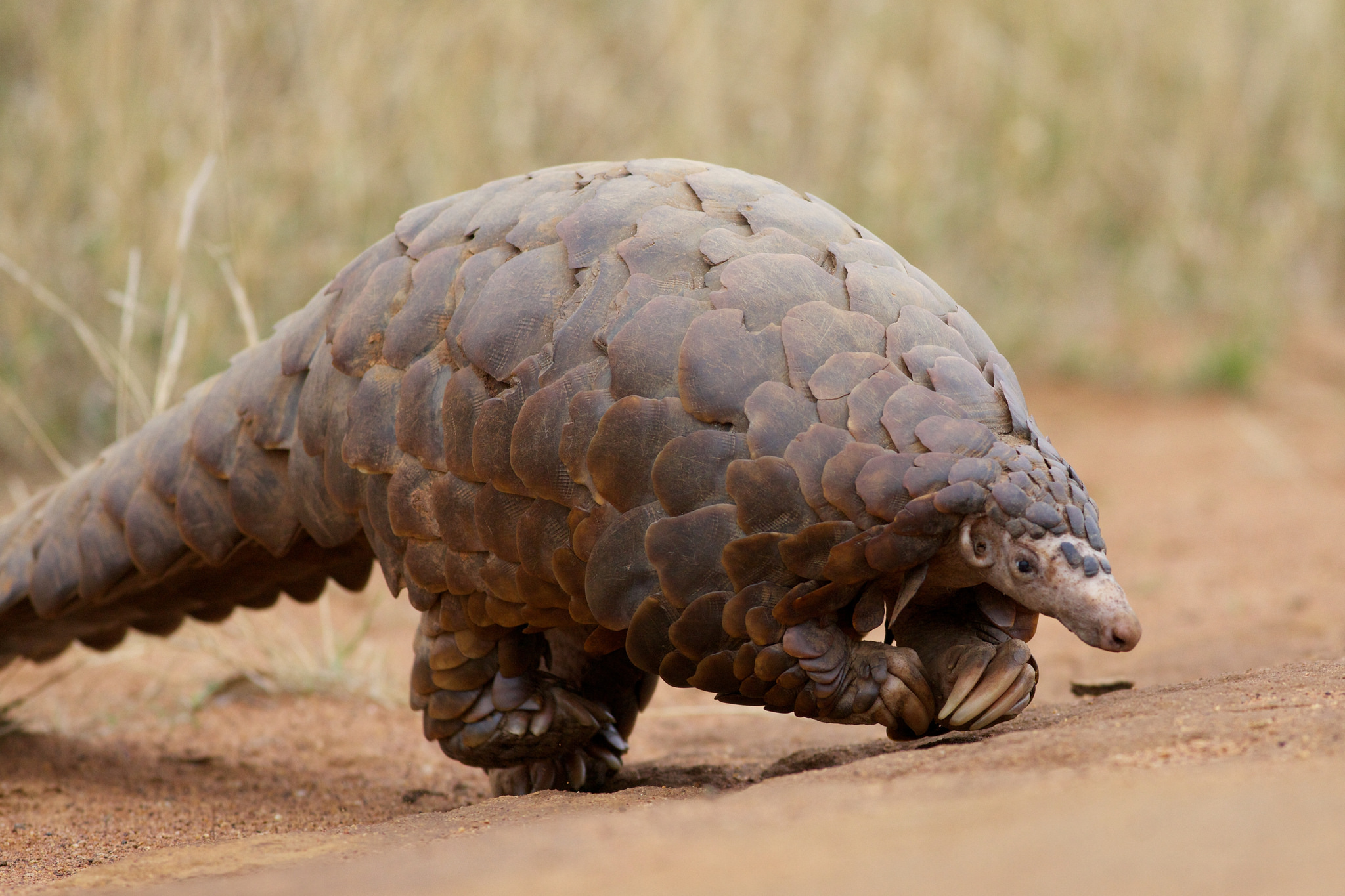 Pangolin High Quality Background on Wallpapers Vista