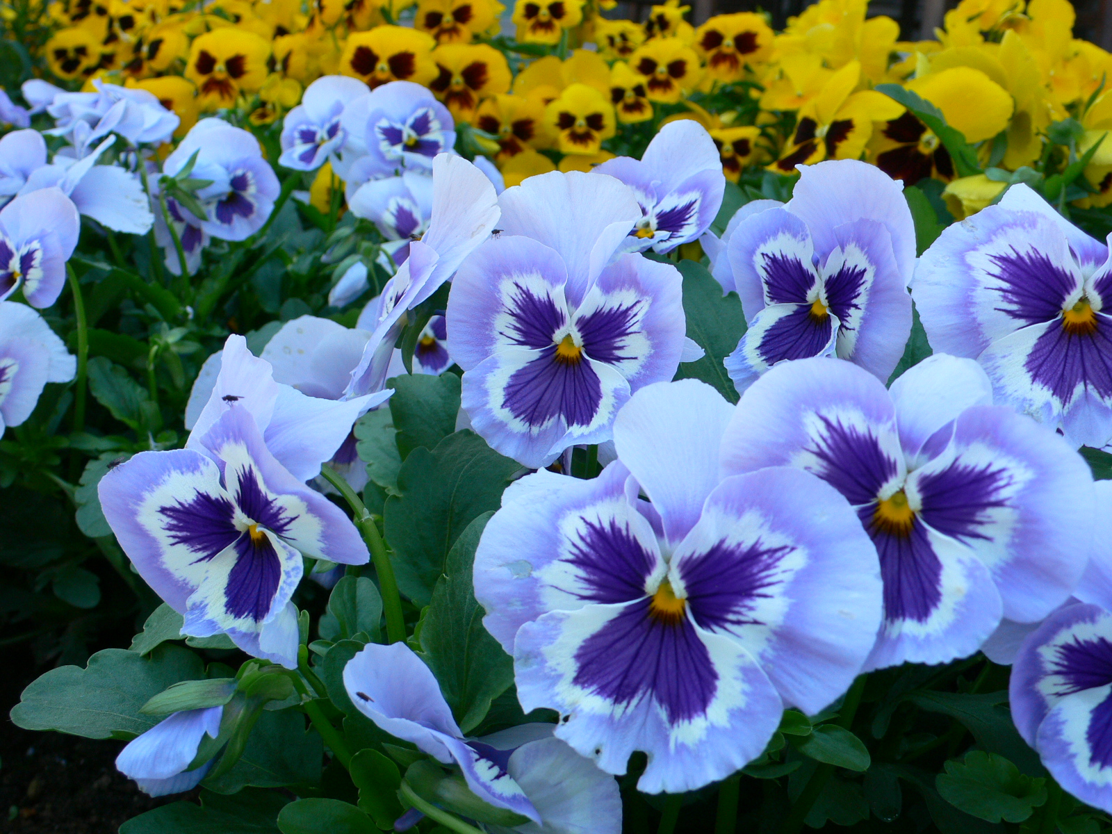 Pansy High Quality Background on Wallpapers Vista