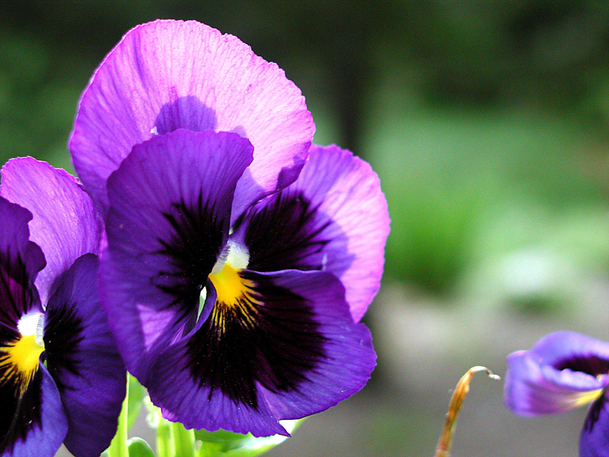 Pansy Backgrounds on Wallpapers Vista