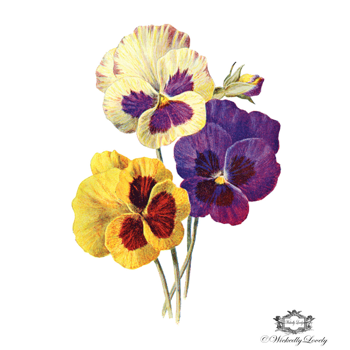 1200x1200 > Pansy Wallpapers