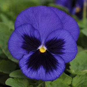 Pansy Backgrounds, Compatible - PC, Mobile, Gadgets| 300x300 px