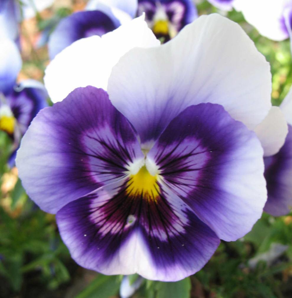 Pansy Backgrounds, Compatible - PC, Mobile, Gadgets| 989x1008 px