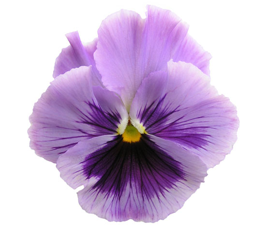 Pansy Backgrounds, Compatible - PC, Mobile, Gadgets| 550x500 px