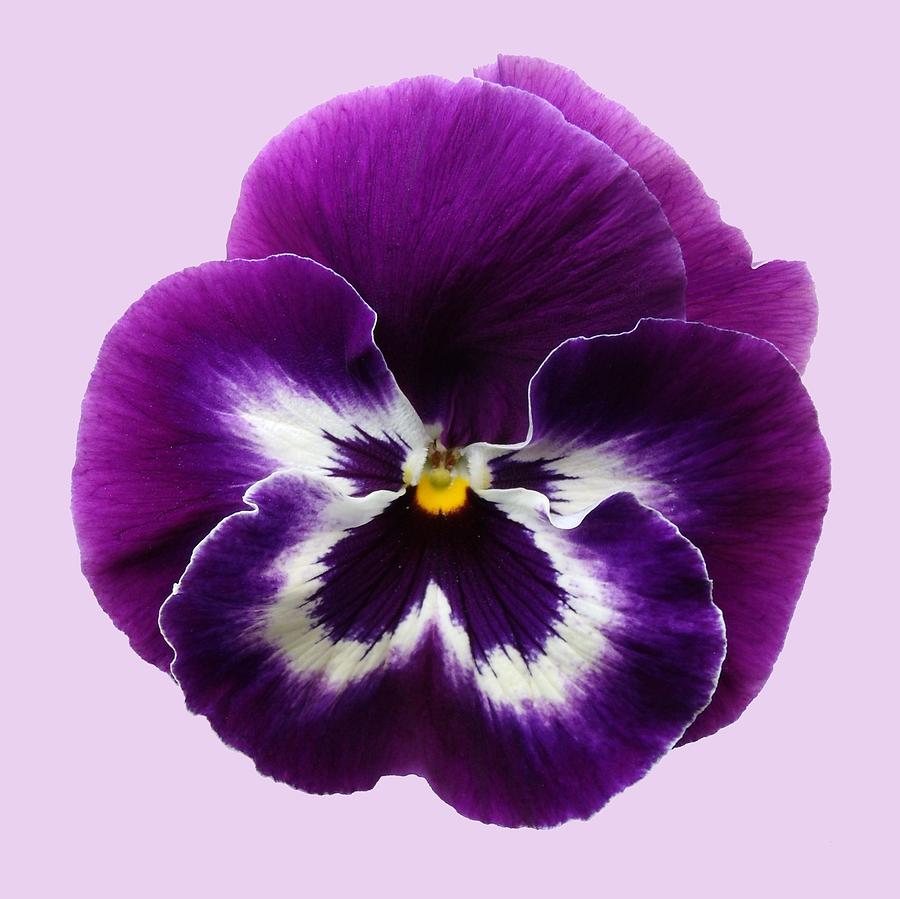Pansy Backgrounds, Compatible - PC, Mobile, Gadgets| 900x899 px