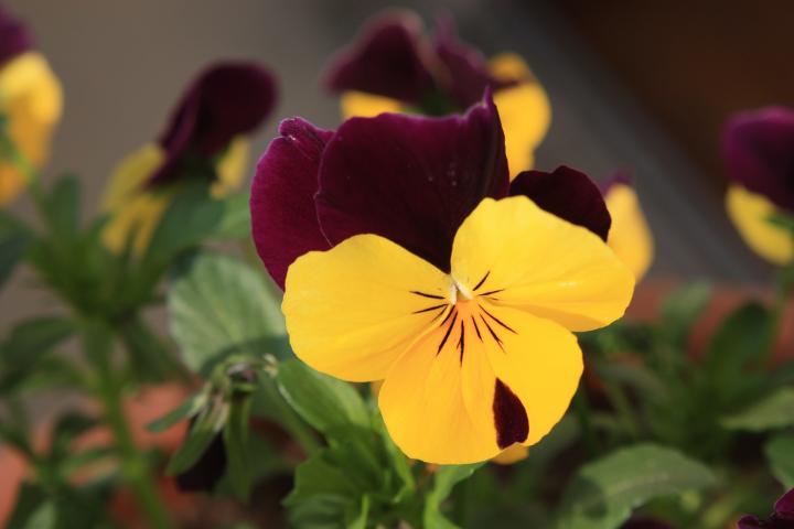 Nice Images Collection: Pansy Desktop Wallpapers