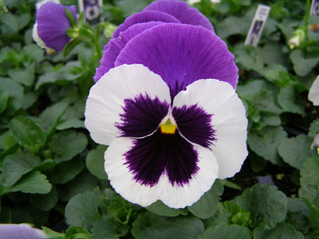 Nice wallpapers Pansy 640x480px