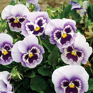 Pansy High Quality Background on Wallpapers Vista