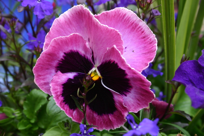 799x533 > Pansy Wallpapers