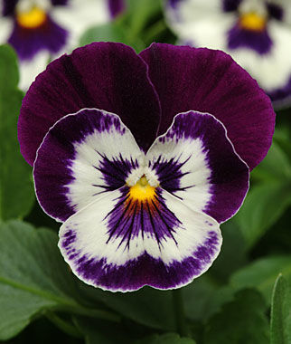 Pansy Backgrounds, Compatible - PC, Mobile, Gadgets| 322x380 px