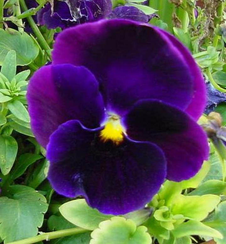 720x777 > Pansy Wallpapers
