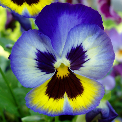 400x400 > Pansy Wallpapers