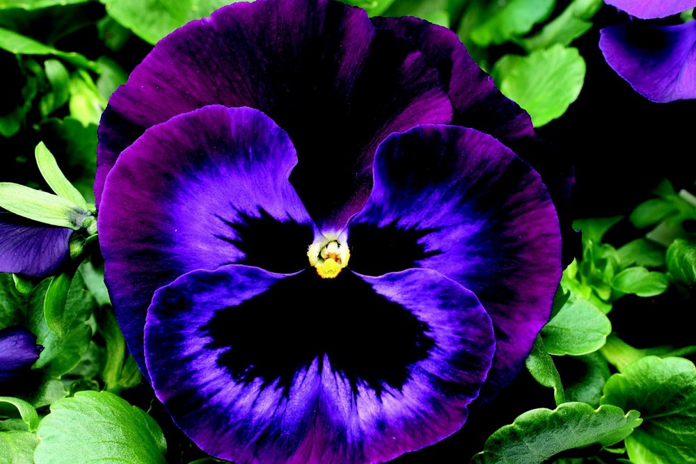 HQ Pansy Wallpapers | File 169.38Kb