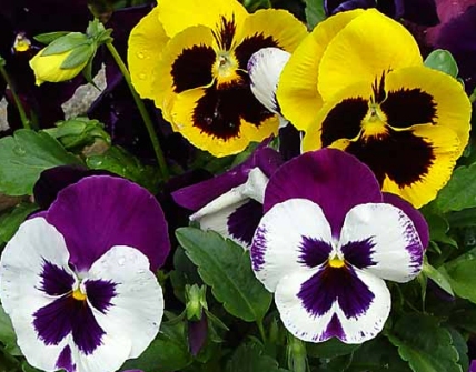 Nice Images Collection: Pansy Desktop Wallpapers