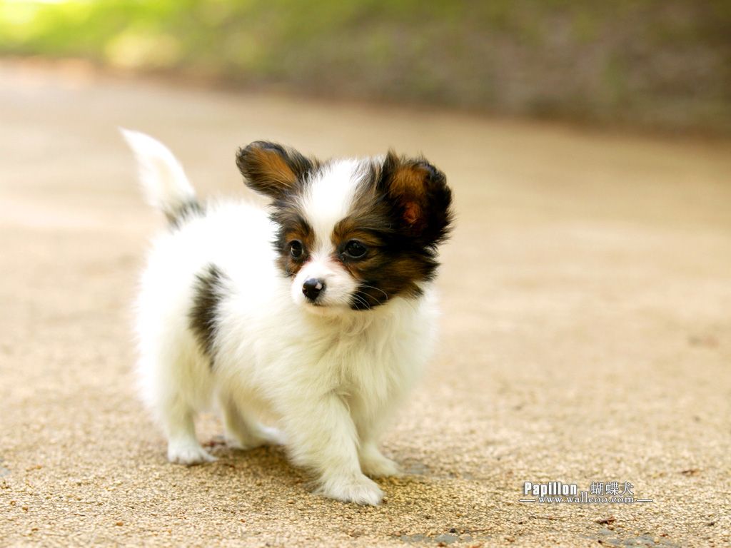 Papillon Backgrounds on Wallpapers Vista