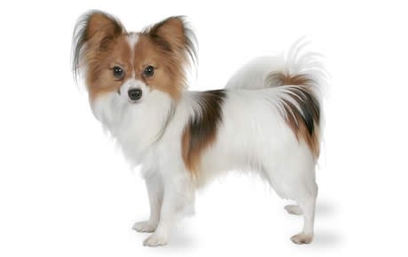 HD Quality Wallpaper | Collection: Animal, 460x290 Papillon
