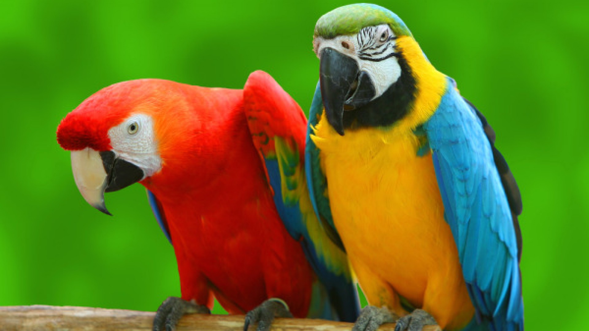 Parrot Pics, Animal Collection