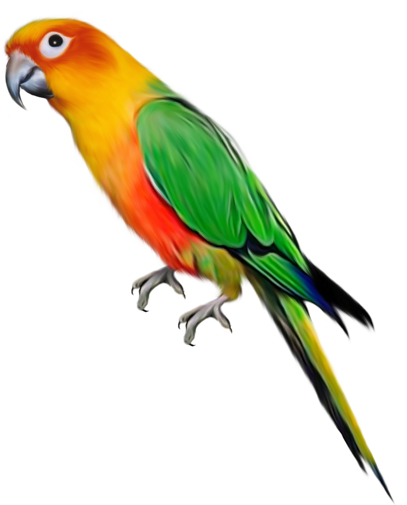 Parrot High Quality Background on Wallpapers Vista