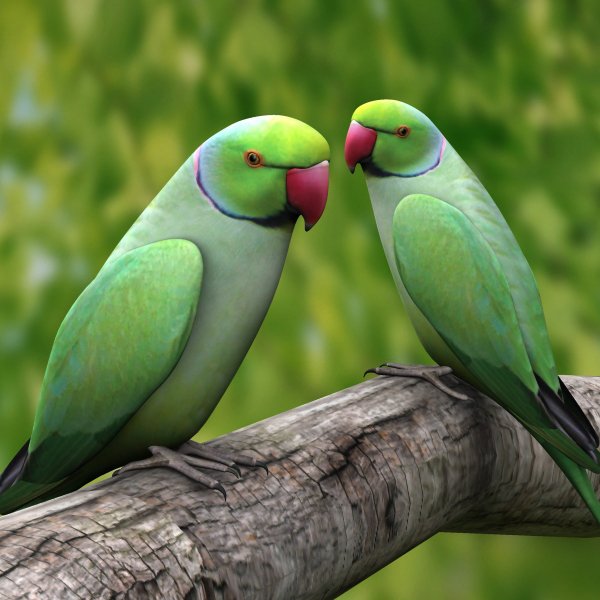 Amazing Parrot Pictures & Backgrounds